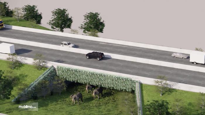 Foto rencana underpass untuk gajah di jalan tol Trans Sumatera
