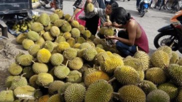 Pakai Mobil Mewah Harga Durian Di Malaysia Lebih Mahal, Pemerintah Lakukan Pemeriksaan